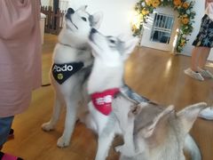 -Husky Go! 哈士奇体验馆·宠物咖啡厅狗咖