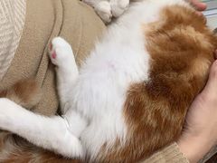-纳吉亚猫专科动物医院博雅分院