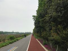 -上海长兴岛郊野公园