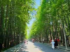 -日照海滨国家森林公园