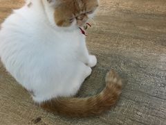 -猫咪咖啡·猫咖(万达广场店)