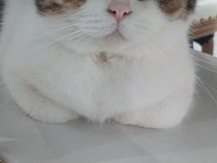-共舞时光猫咖·狗咖(新街口店)