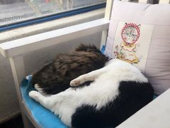 -Anne猫窝咖啡屋