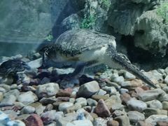 -东方巨龟苑景区