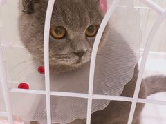 -藏猫猫咖啡主题馆(中央大道店)