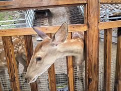 -北京鹿世界主题园