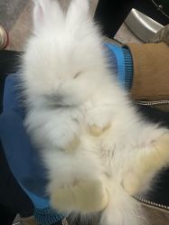 -神奇动物撸宠馆·羊驼·小浣熊·异宠(豫园店)