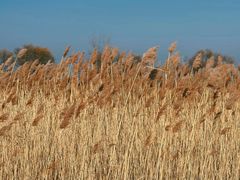 -野鸭湖国家湿地公园