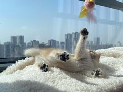 -喵zoo家庭繁育猫舍(尖东智能花园店)