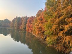 -上海海湾国家森林公园