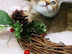 -十年猫舍·猫咪专门店(普陀店)
