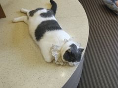 -MOCHA明星猫咖(田子坊店)
