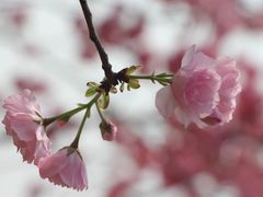 -天适樱花悠乐园