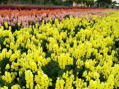 -广东花都香草世界旅游度假区
