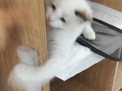 -纳吉亚猫专科动物诊疗中心(蒋宅口分院)