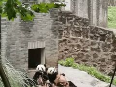 -都江堰中华大熊猫苑