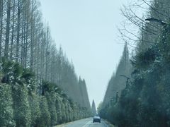 -黄海国家森林公园