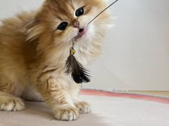 -青奢宠物·青奢猫舍