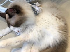 -怪兽屋·羊驼·猫咖·狗咖(俊华广场店)