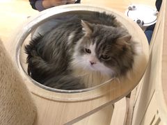 -猫和宫(六道口店)