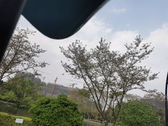 -红梅公园