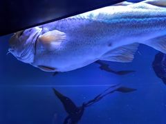 -瑞普利水族馆
