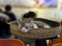 -平行世界·猫咖(首经贸店)