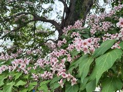 -元大都城垣遗址公园