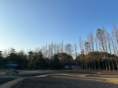 -上海滨江森林公园