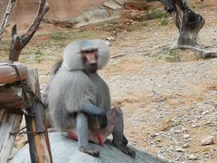 -泉州海丝野生动物世界