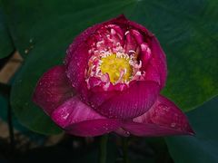 -陈家山荷花公园