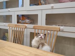 -楼上猫咖(罗湖店)