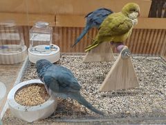 -帕帕拉兹宠物(亚洲旗舰店)