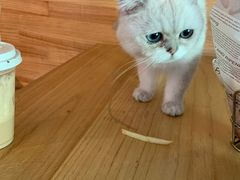 -喵屿·大理花园猫咖