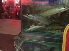 -煲来饱去冷水鱼