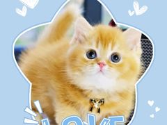 -70cat德文卷毛猫·缅因猫纯种猫舍