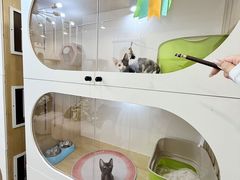 -青奢宠物·青奢猫舍