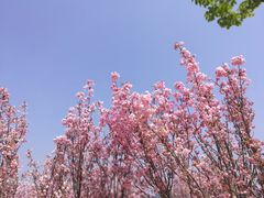 -天适樱花悠乐园