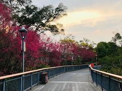 -金鸡山公园