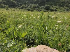 -白草畔自然风景区