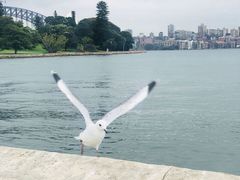 -悉尼歌剧院