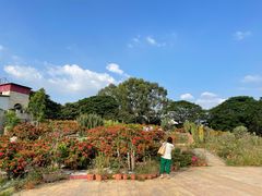 -松山湖梦幻百花洲