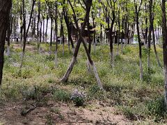 -西青郊野公园