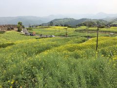 -桑洲油菜花景区
