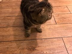 -more than meow吴止猫主题餐厅(承德 中船汇店)