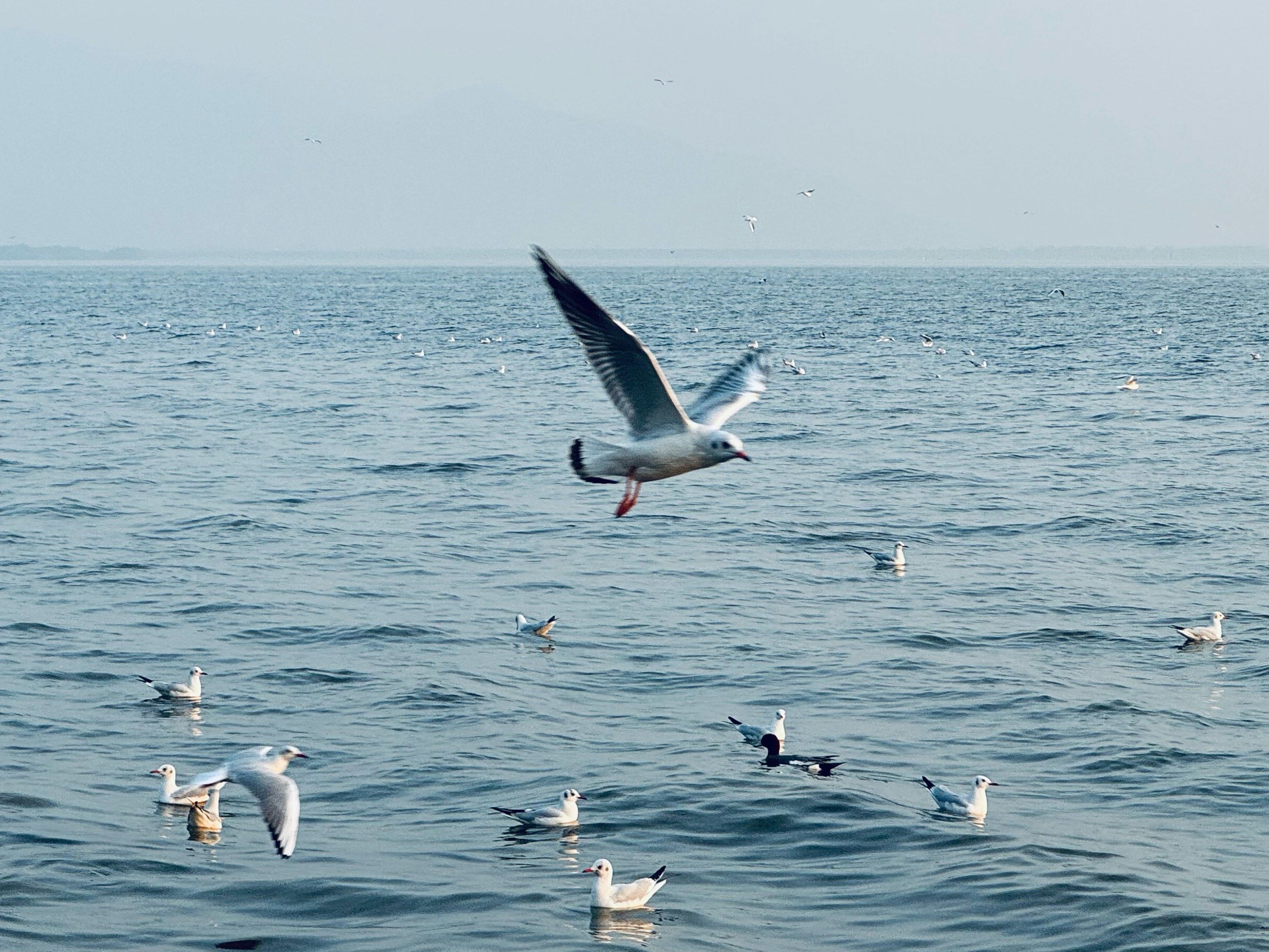 海鸥与天空,深圳湾候鸟季节