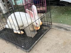 -菊园百果园