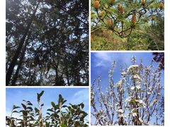 -树山生态村