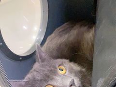 -佳怡动物医院·平价24小时·猫专科骨外科