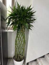 -悟空祛痘·诺奖技术专业店